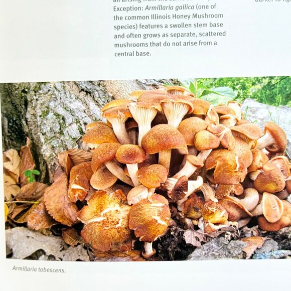 Edible Wild Mushrooms Of Illinois & Surrounding States - Univ. of Illinois Press - Picture 8 of 10